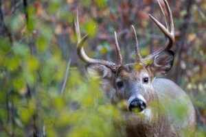 Cervo in primo piano nel Parco Faunistico del Monte Amiata