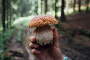 Fungo porcino in mano e bosco sullo sfondo