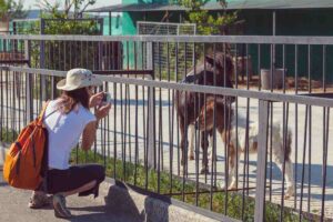 Ragazza che fotografa dei pony