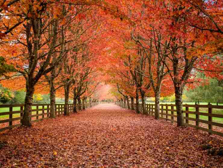 viale alberato in autunno
