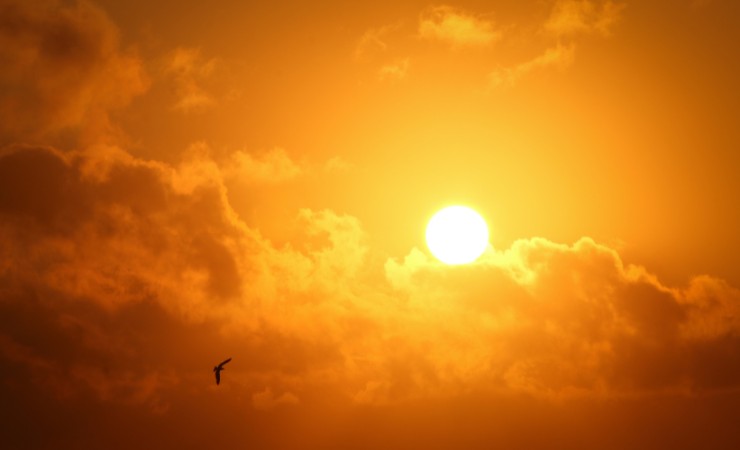sole 