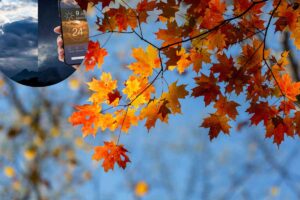 alberi in autunno e telefono con meteo