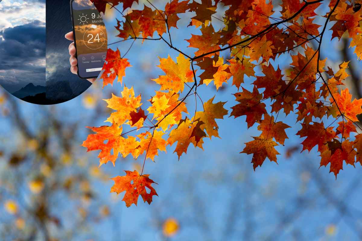 alberi in autunno e telefono con meteo