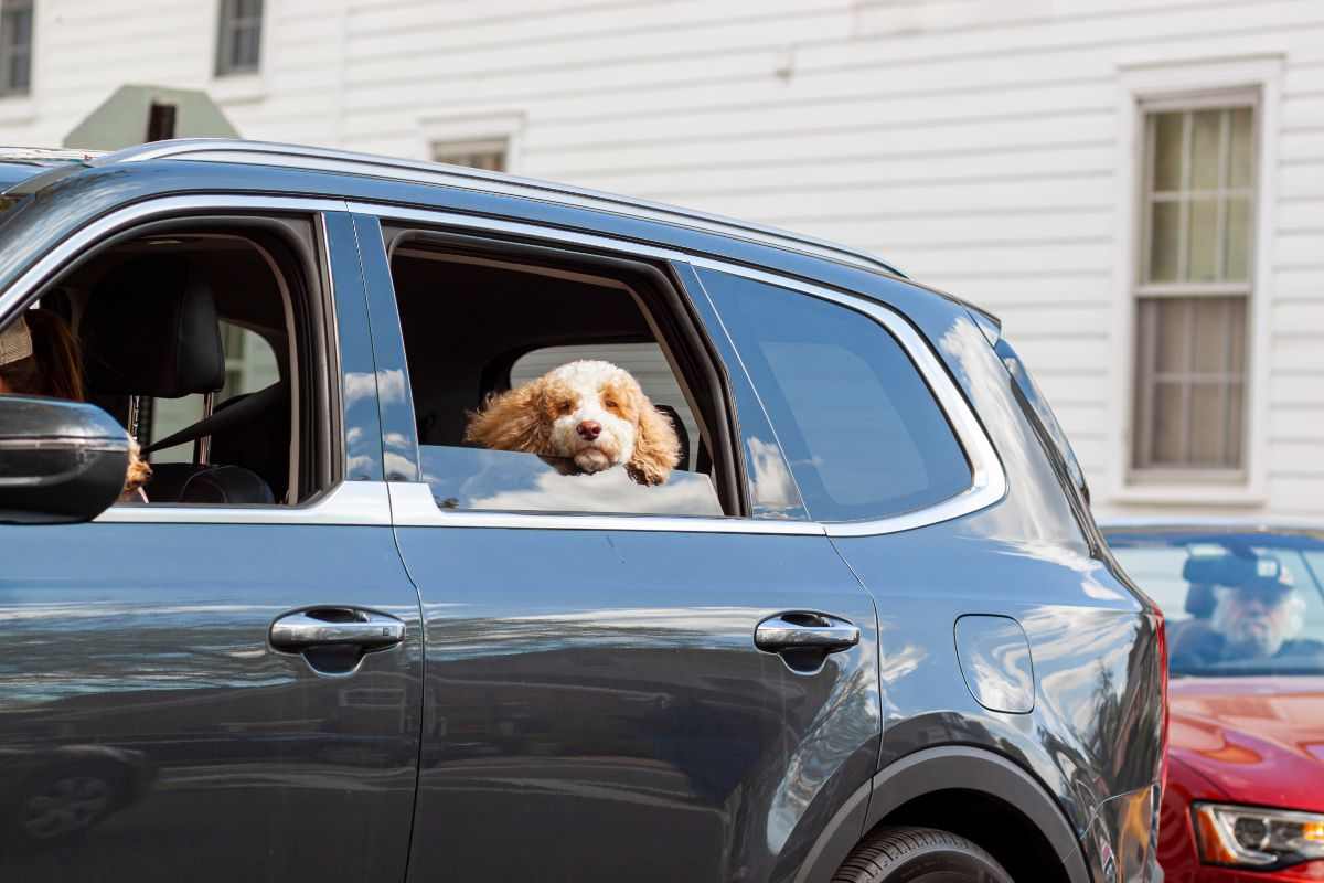 jene-stephaniuk-lkmGeyLItrw-unsplash-ls cagnolino in auto
