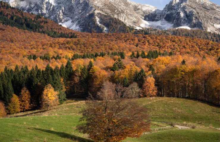 foresta cansiglio 