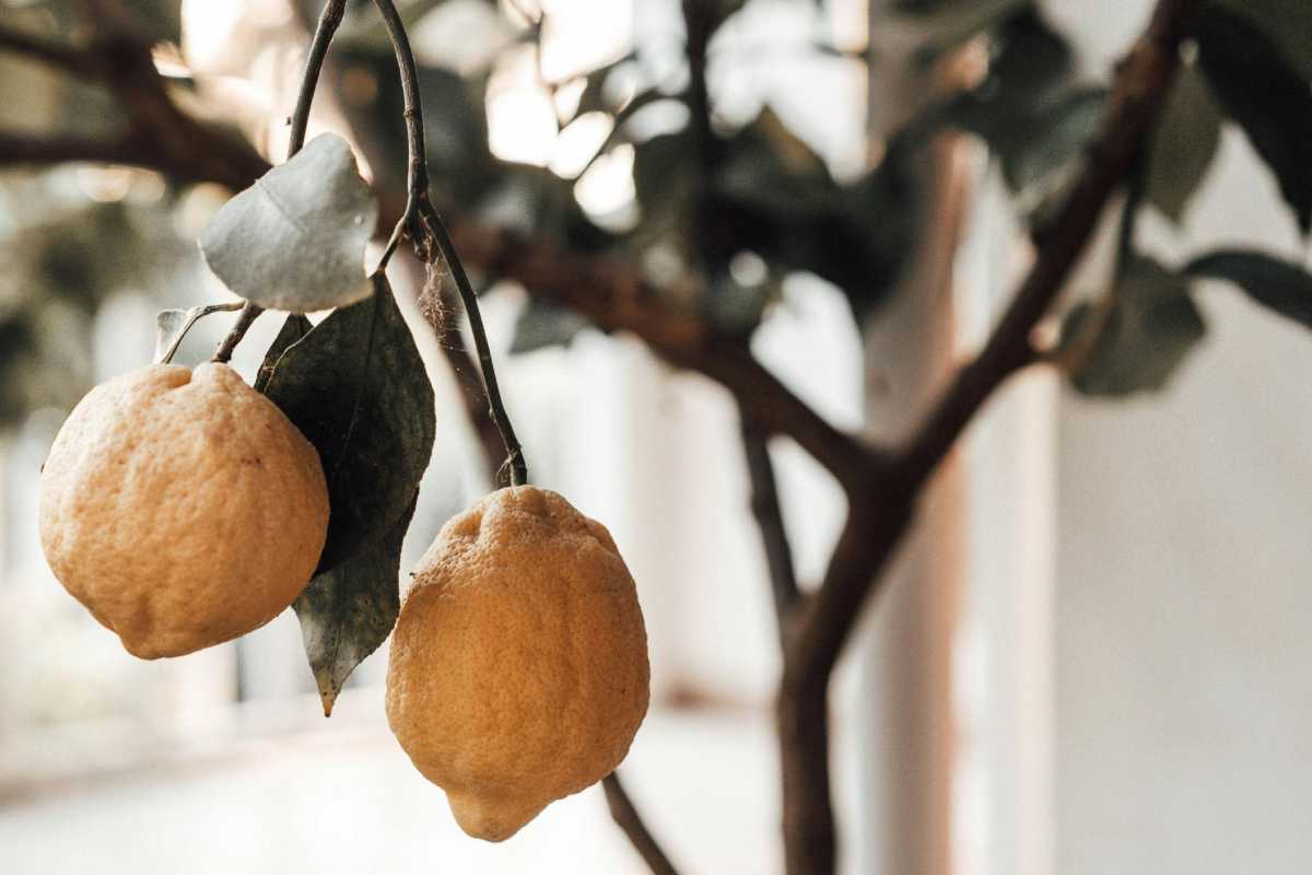 Un alberello di limoni