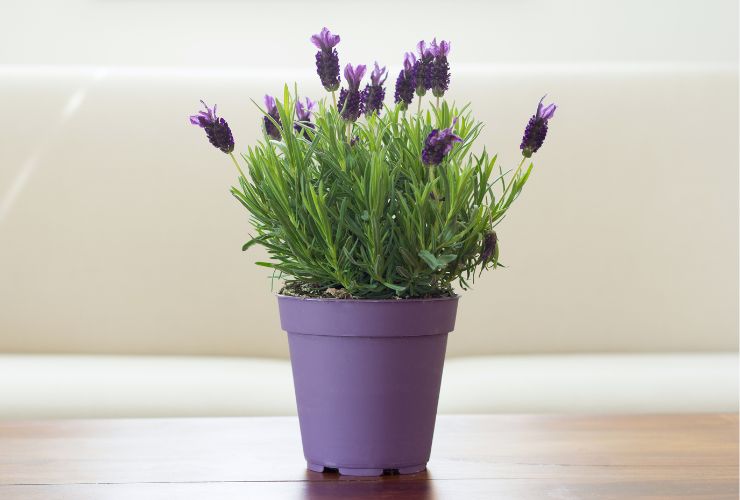 piantina di lavanda sul tavolo