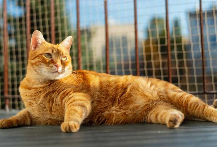gatto sul balcone