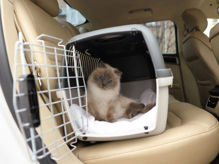 gatto in auto nel trasportino