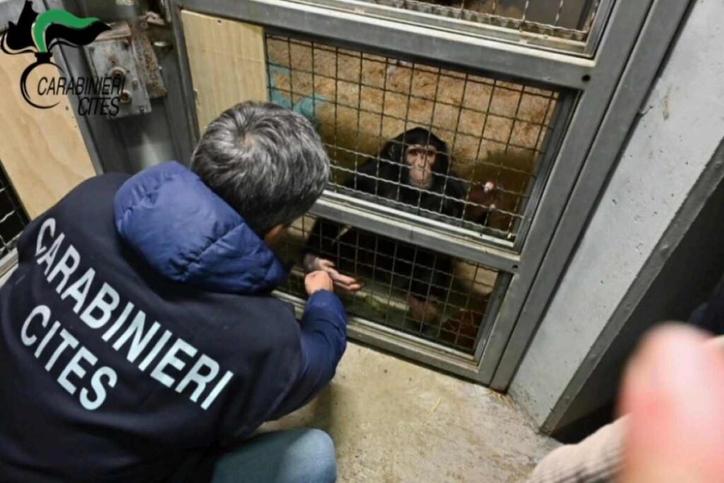 carabinieri che hanno sequestrato uno scimpanzè