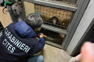 carabinieri che hanno sequestrato uno scimpanzè